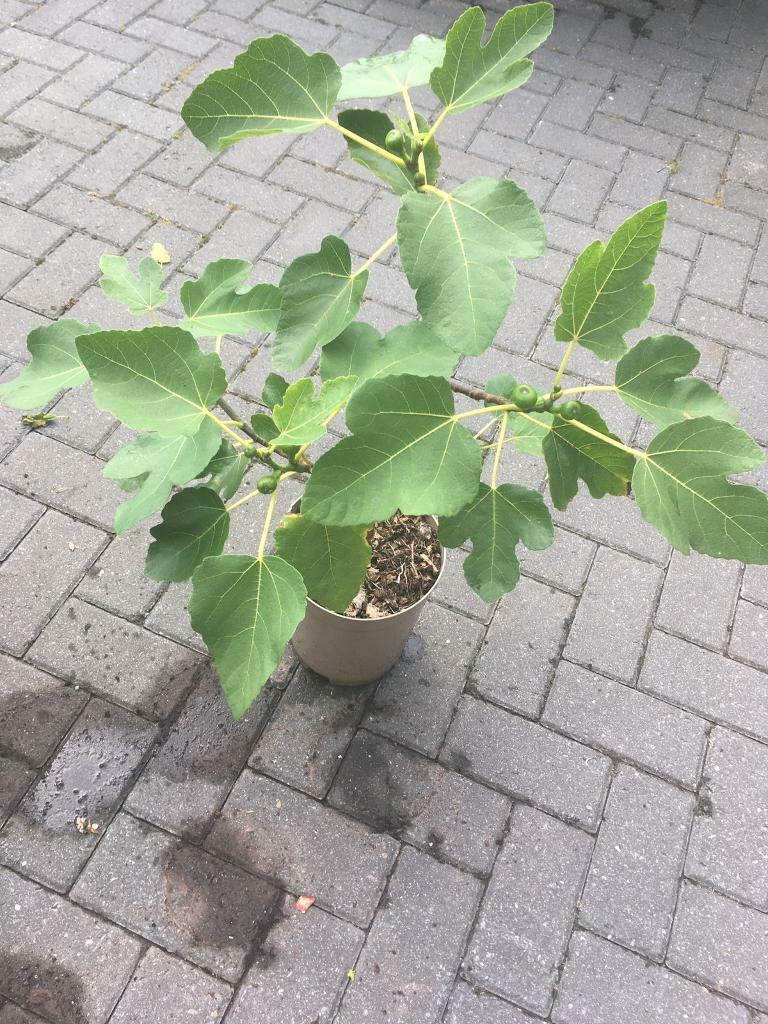 image for Fig plant Brown Turkey 