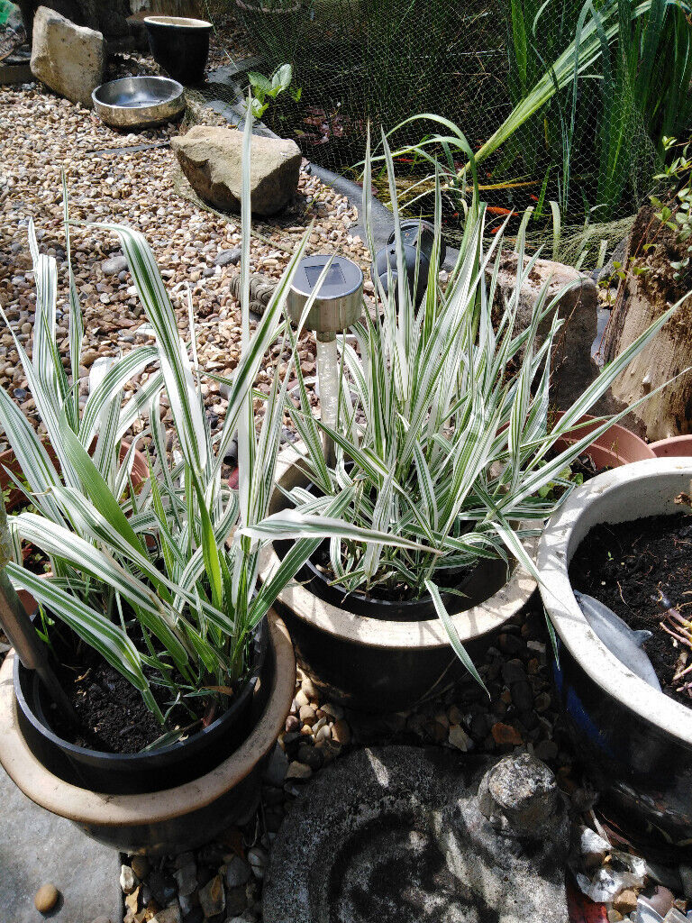 ,pond iris, norfolk reeds and ornamental grasses for sale , can be used in pond or any wet soils,