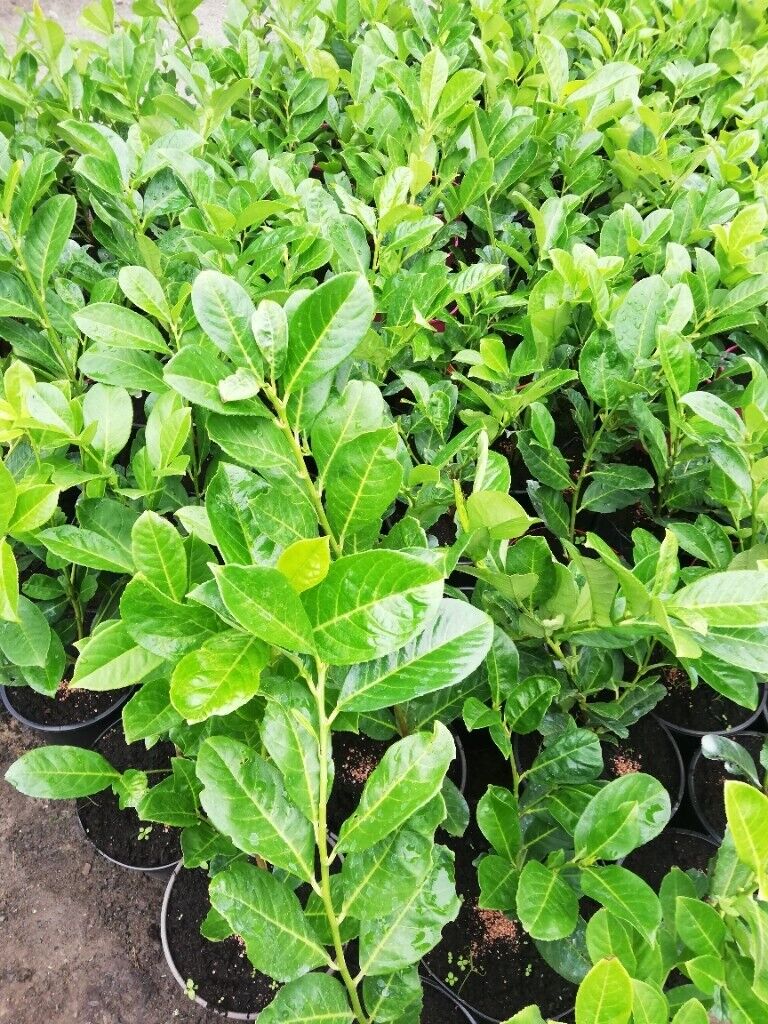 image for Laurel Hedging