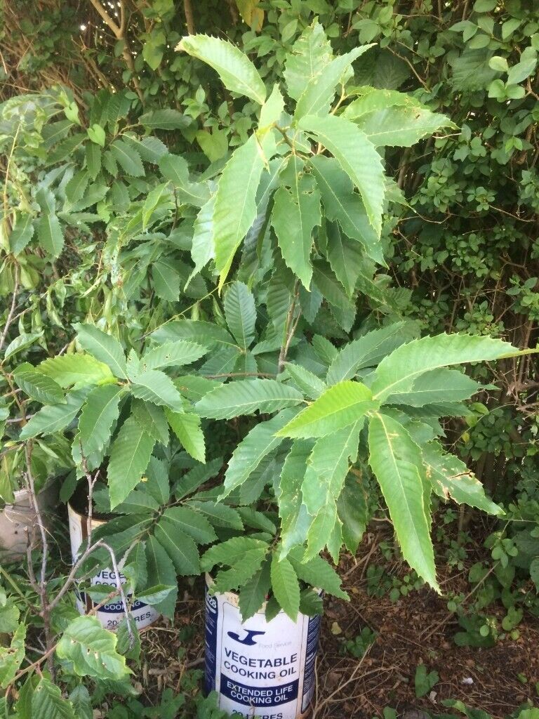 Sweet Chestnut (Castanea sativa) tree plant, London Hyde Park origin (£15 per tree)