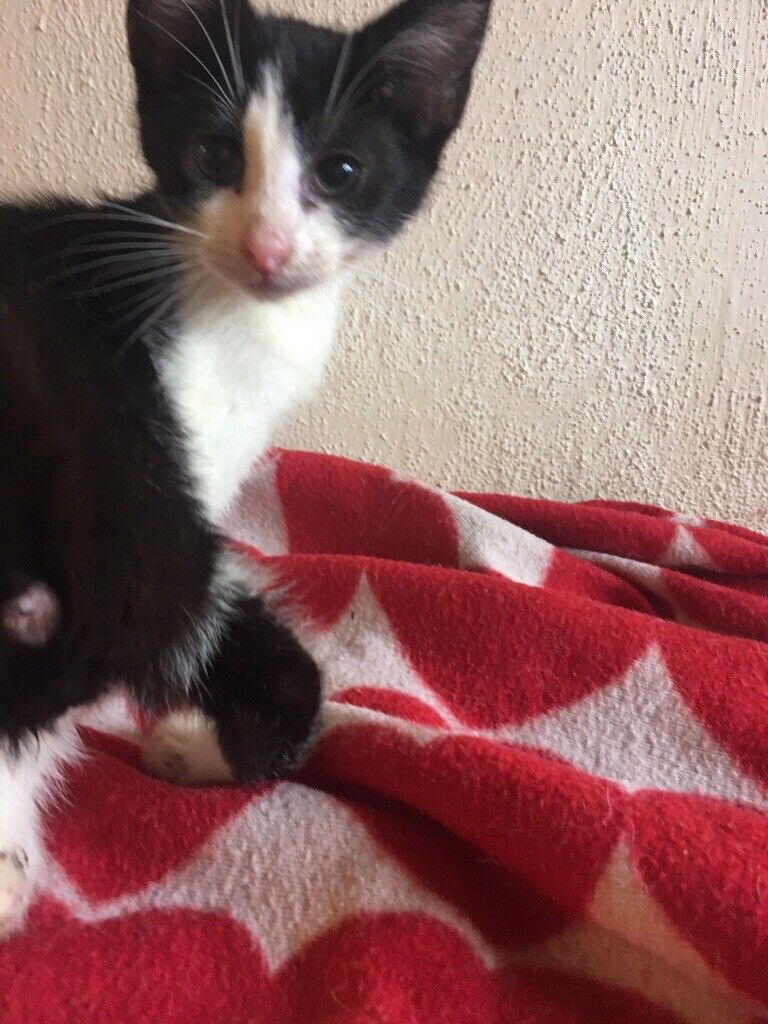 Kittens to good store home near me