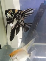 black and white marble angelfish, plecos, rainbow cichlids, endler guppies