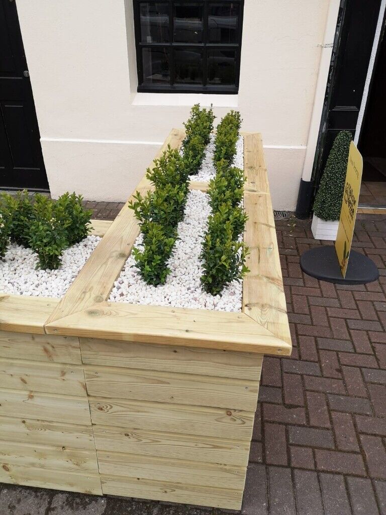 Box Hedging