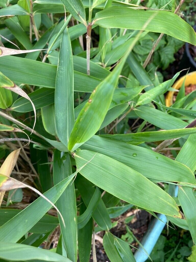 Bamboo tree plant, 100cm tall (approx.)