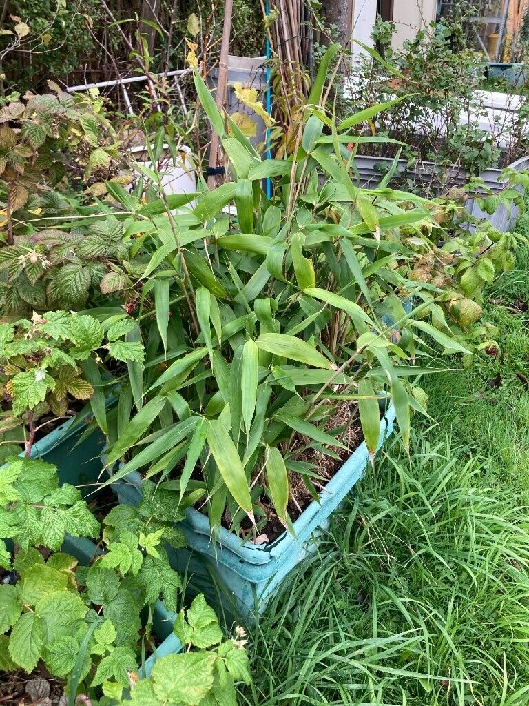 Bamboo tree plant, 100cm tall (approx.)