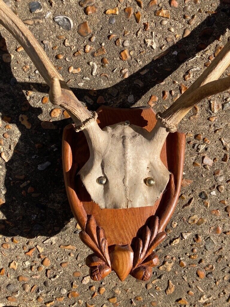 Taxidermy Deer Head 