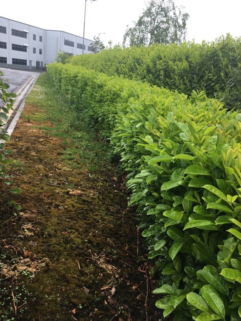 Laurel Hedging 