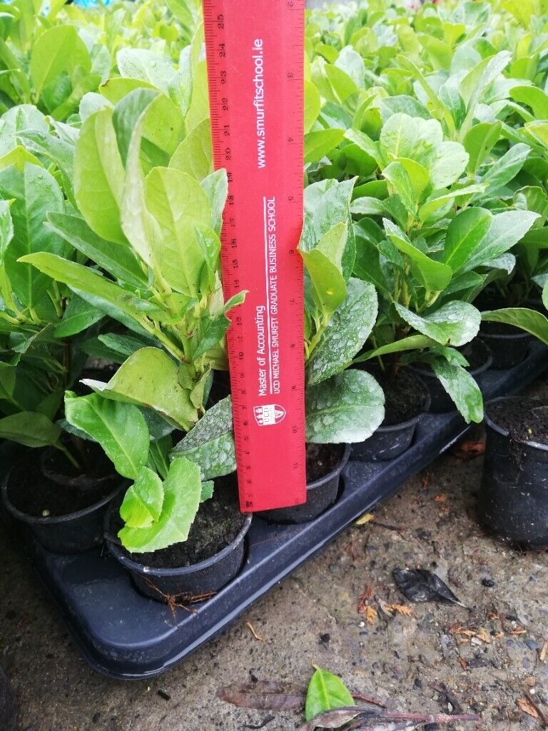 image for Laurel Hedging