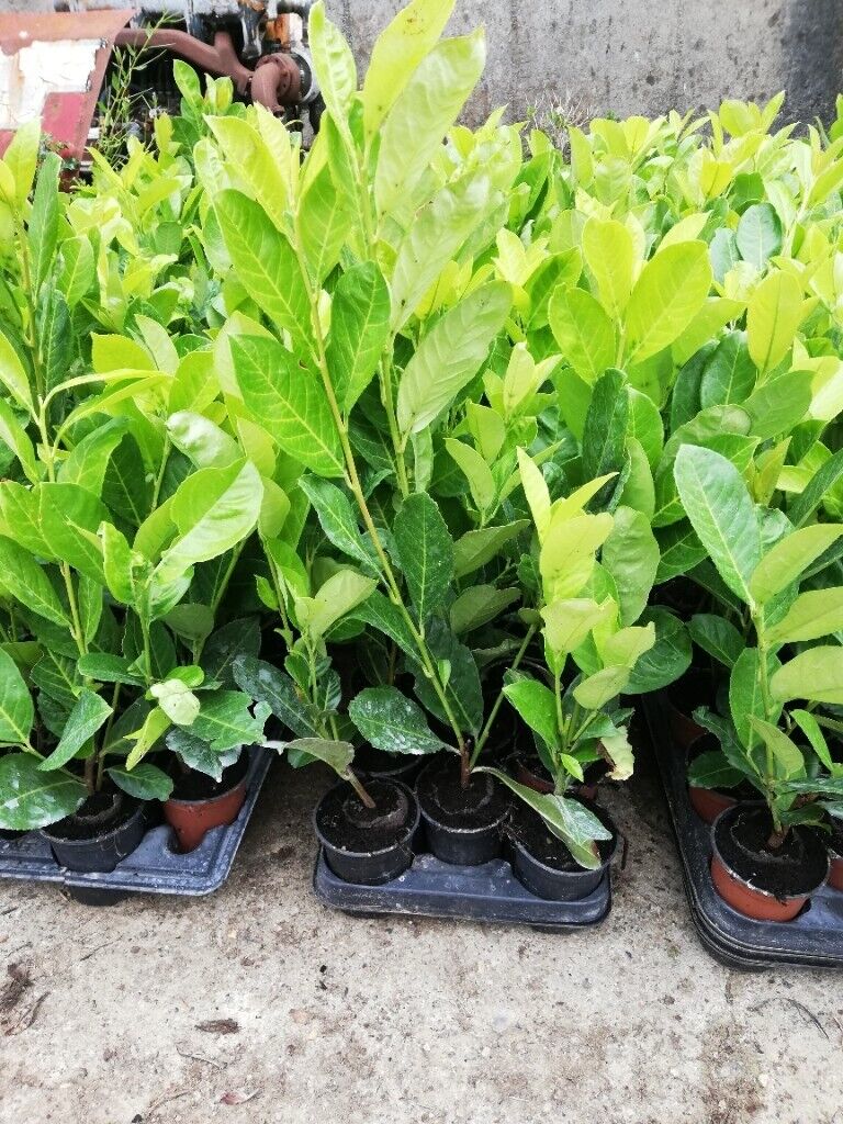 Laurel Hedging