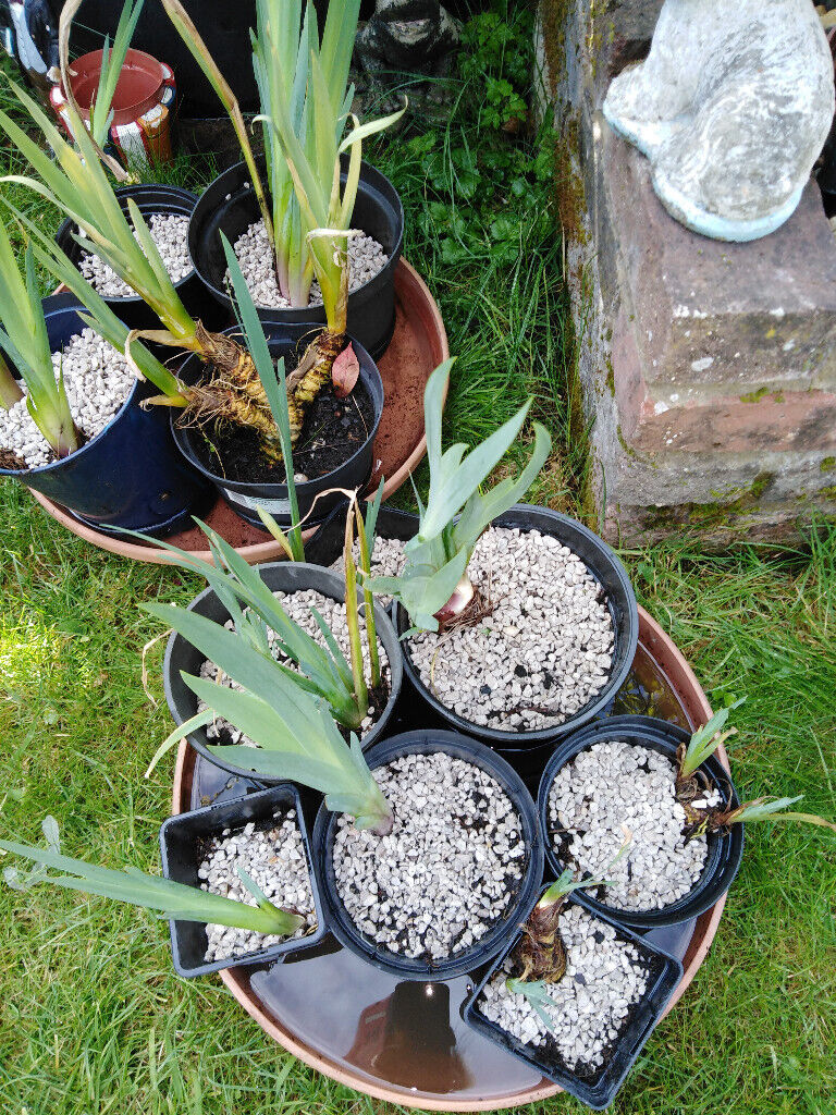 ,pond iris, norfolk reeds and ornamental grasses for sale , can be used in pond or any wet soils,