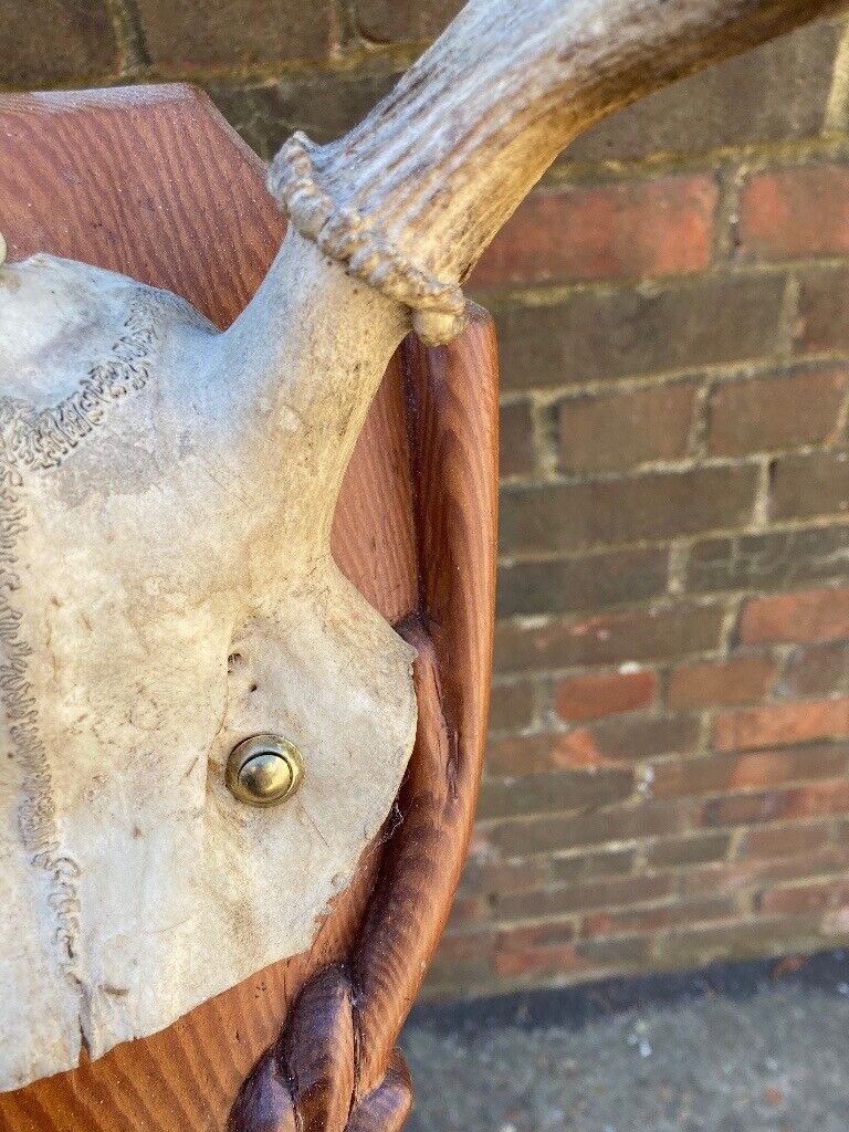 Taxidermy Deer Head 