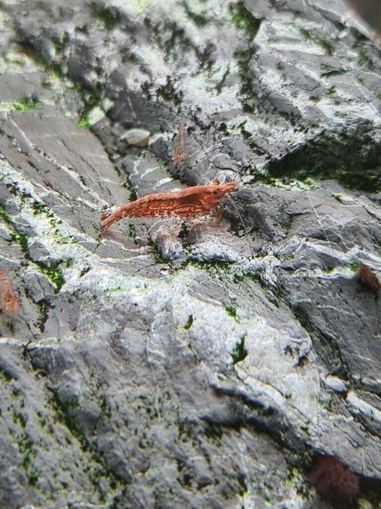 🔥🔥Juvenile RED, BLUE, LIGHT BLUE and YELLOW SHRIMP 🦐🦐  +  a free plant 🍃🌿