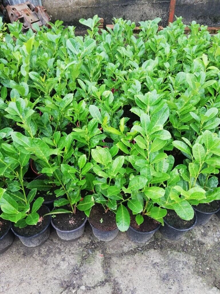 Laurel Hedging