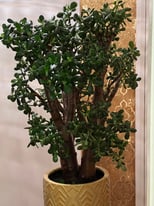 image for Very LARGE - Jade Plant - Money Plant – Lucky Money Plant - Crassula ovata - H 106 cm, W 82 cm 