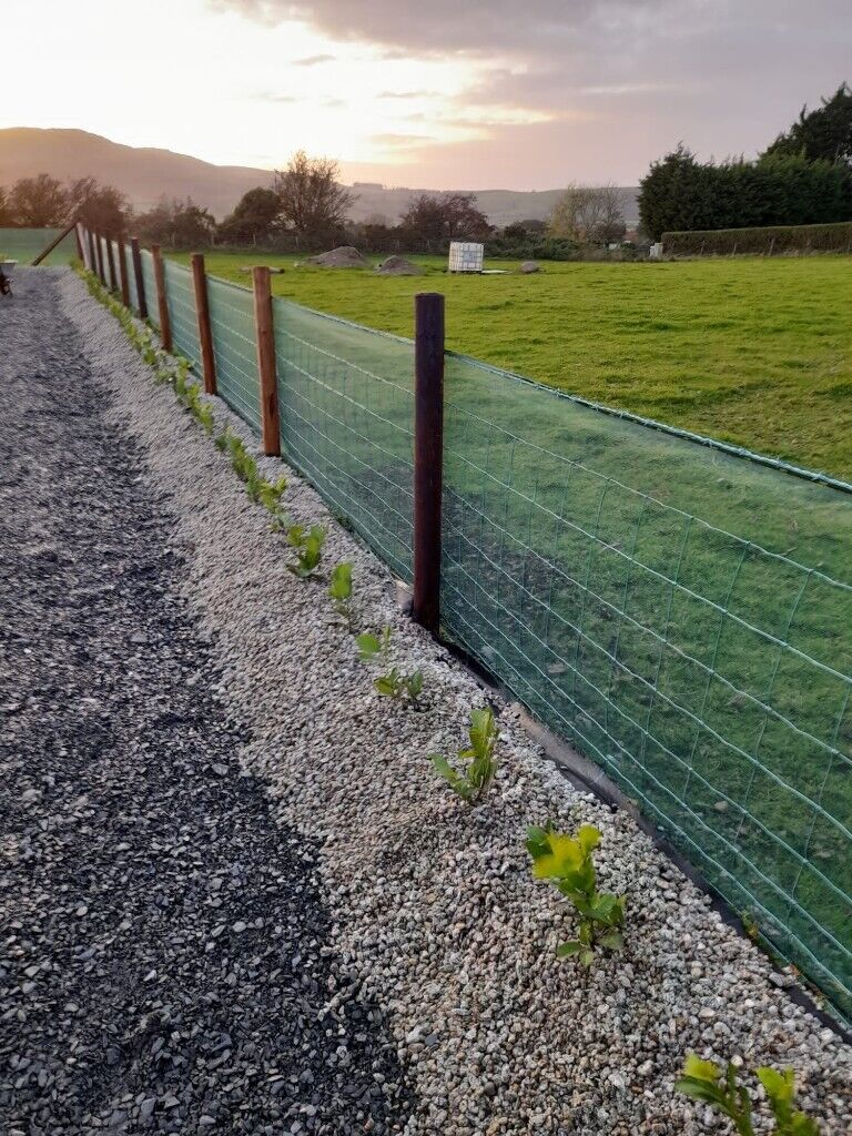 Laurel Hedging 