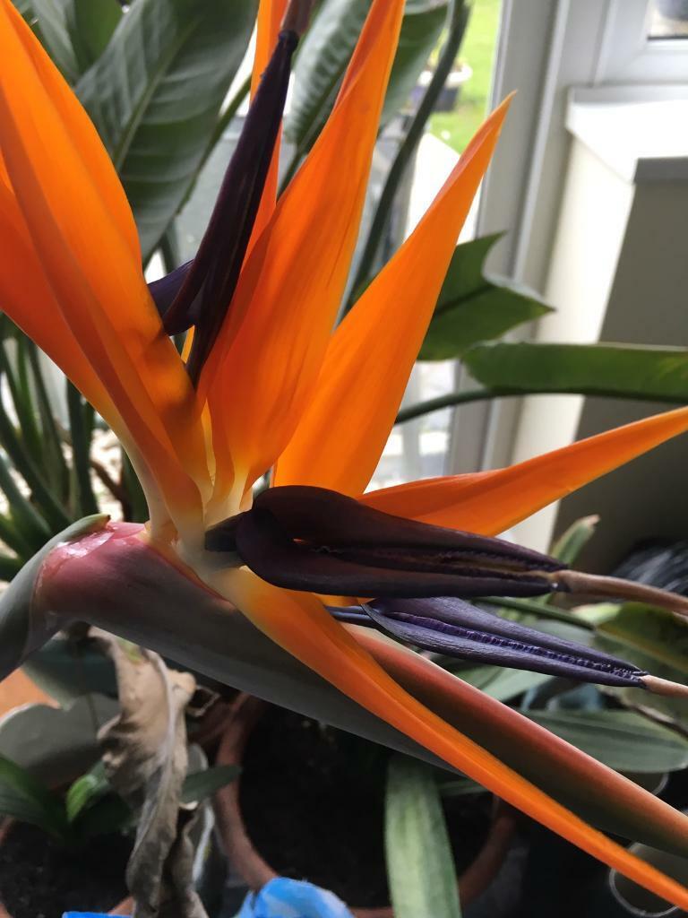 image for Strelitzia Reginea Bird of Paradise 