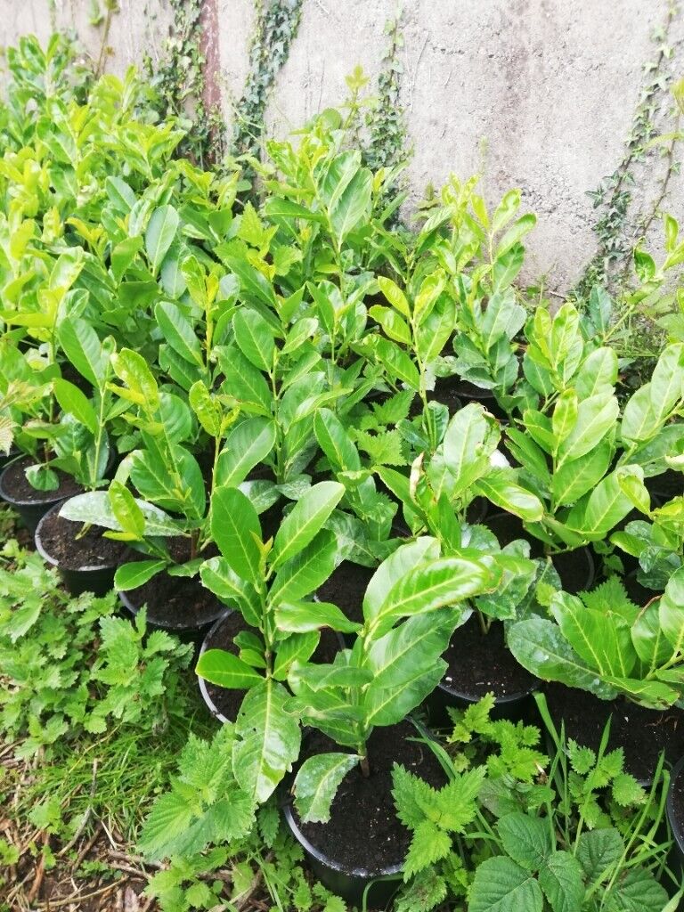 image for Laurel Hedging