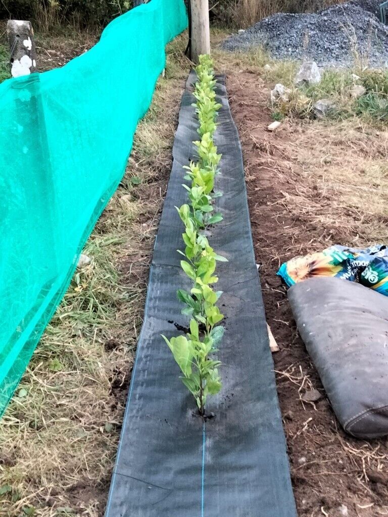 Laurel Hedging 
