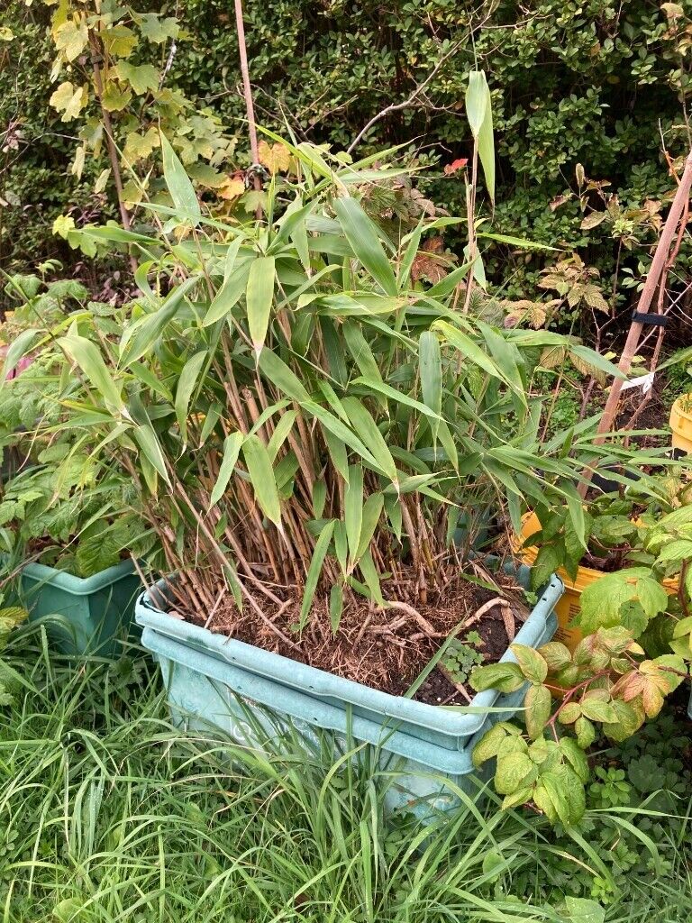 Bamboo tree plant, 100cm tall (approx.)