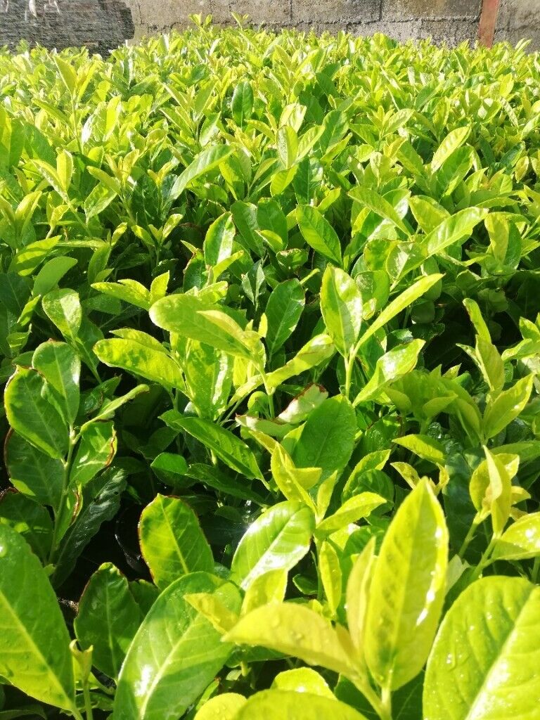 Laurel Hedging