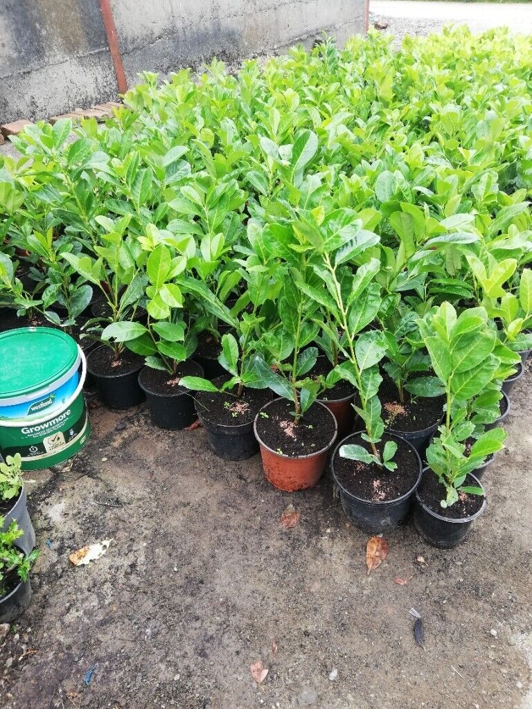 Laurel Hedging