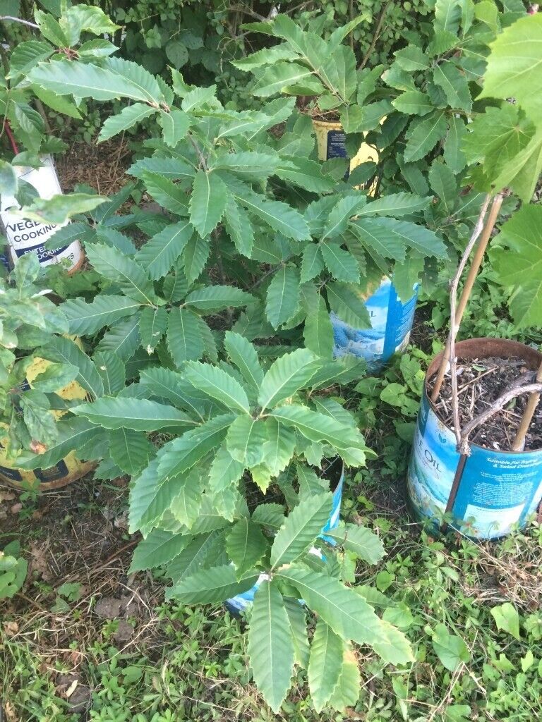 Sweet Chestnut (Castanea sativa) tree plant, London Hyde Park origin (£15 per tree)
