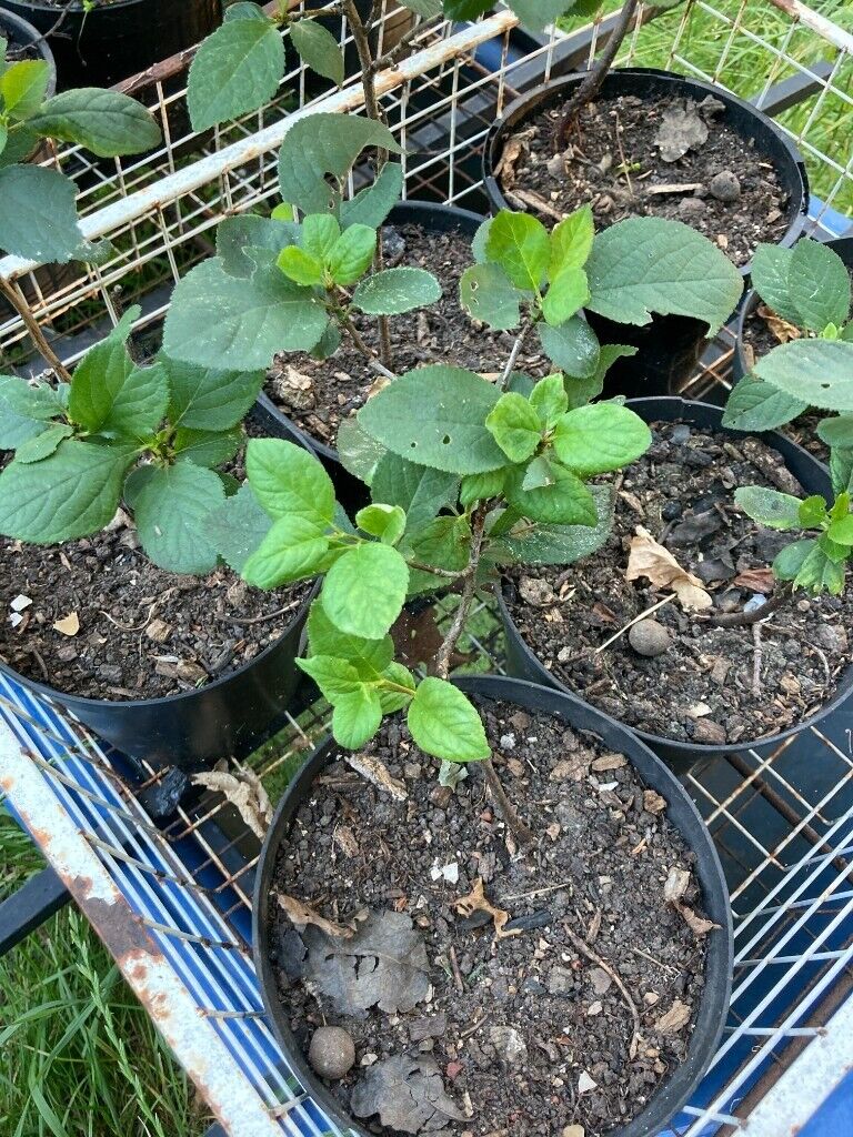 Purple Plum tree (£15 per tree)