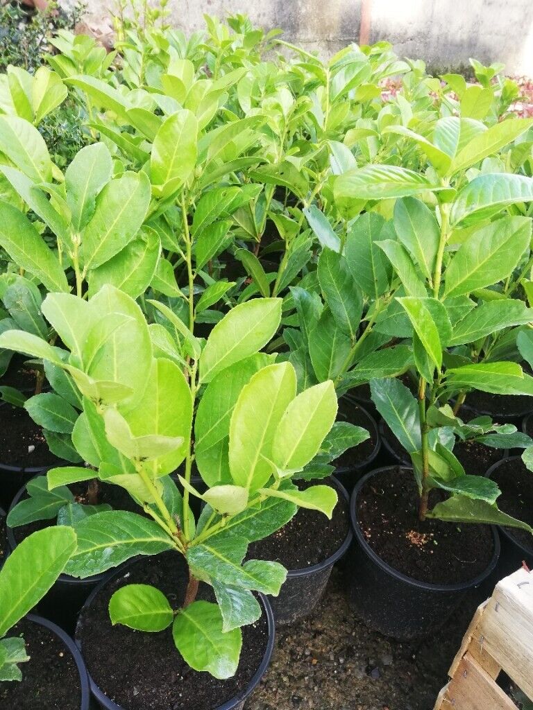 image for Laurel Hedging