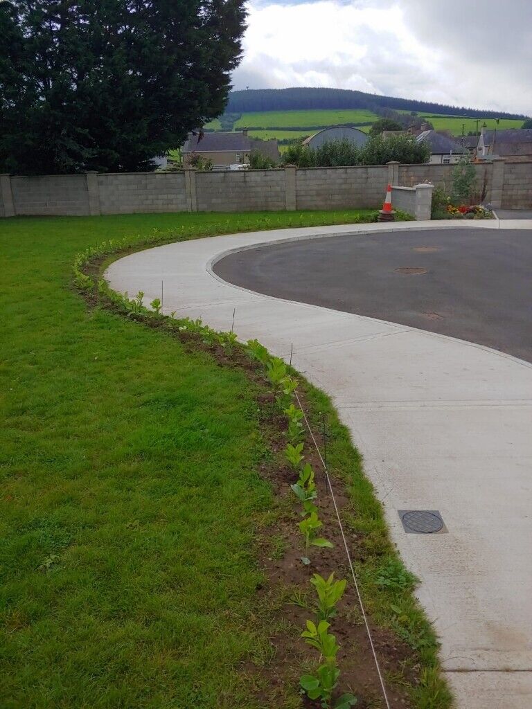 Laurel Hedging 