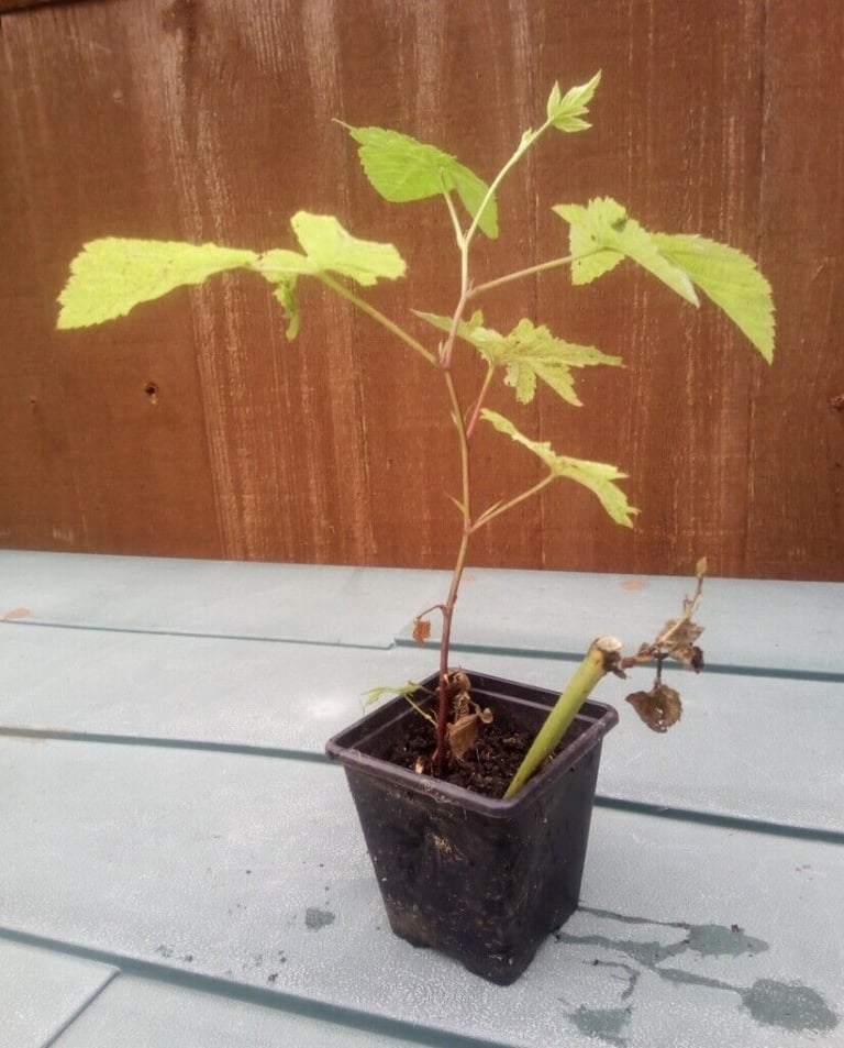 1 x THORNLESS BLACKBERRY PLANT for £ 5