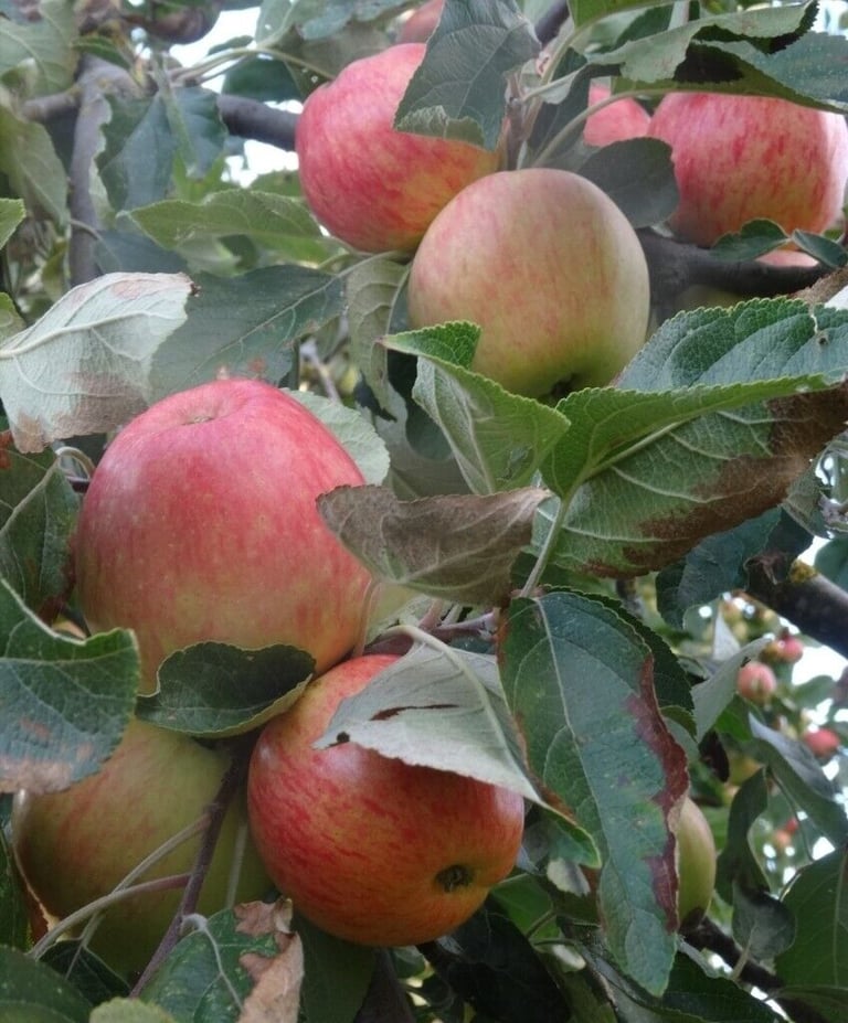 Apple trees - Bareroot