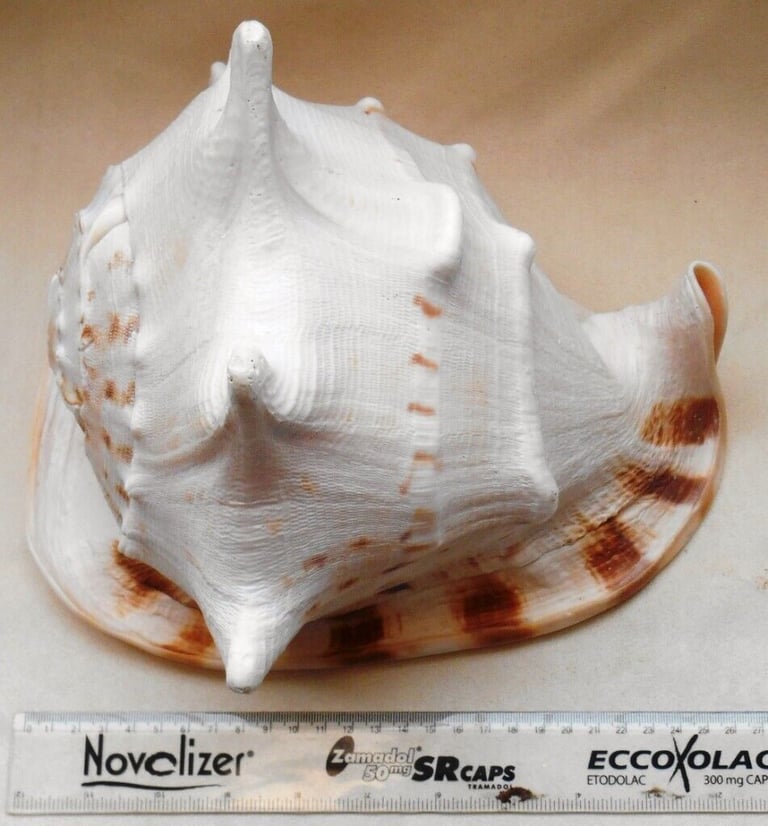 Giant Queen Helmet Conch Sea Shell (ref:159) - Playable