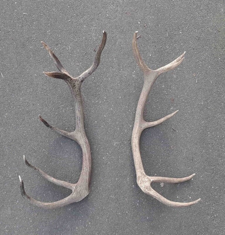 image for LARGE PAIR OF DEER ANTLERS 