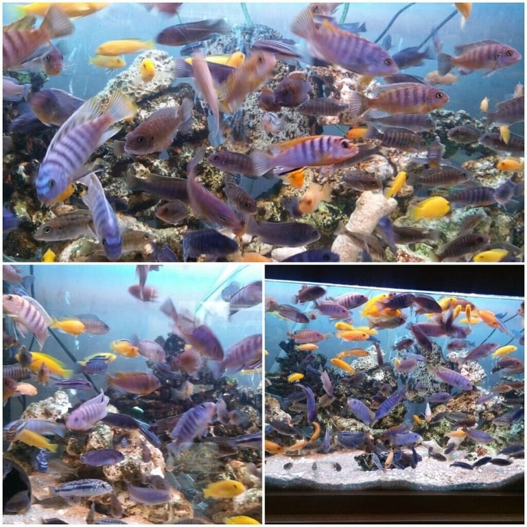 Stunning Colourful Malawi Tropical Cichlids Various types available £4 to £12
