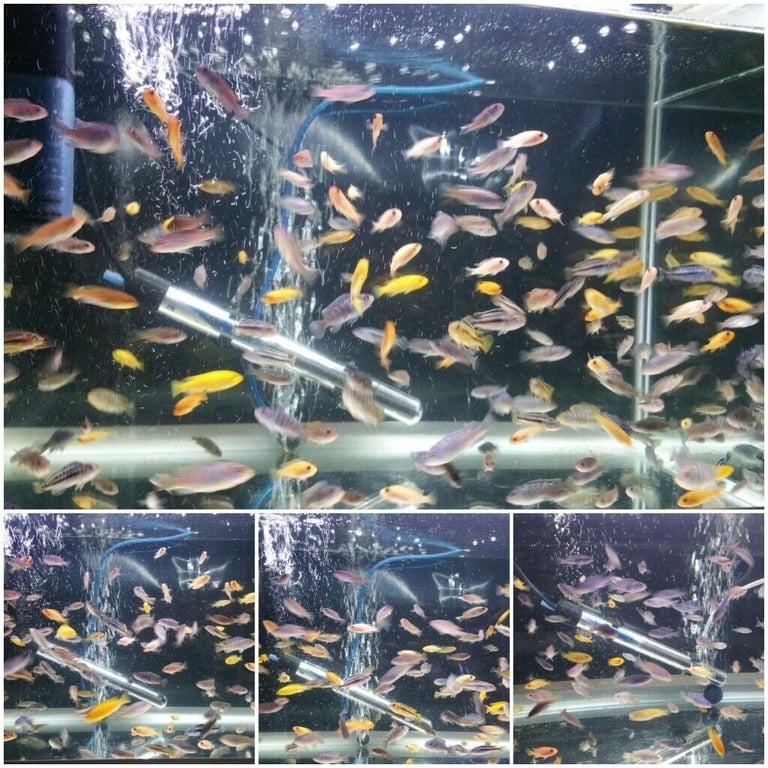 Stunning Colourful Malawi Tropical Cichlids Various types available £4 to £12