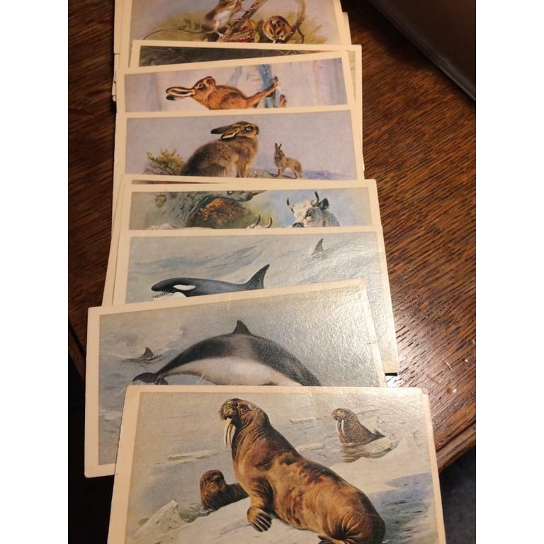 Vintage Doncella cigarette cards British mammals set of 30