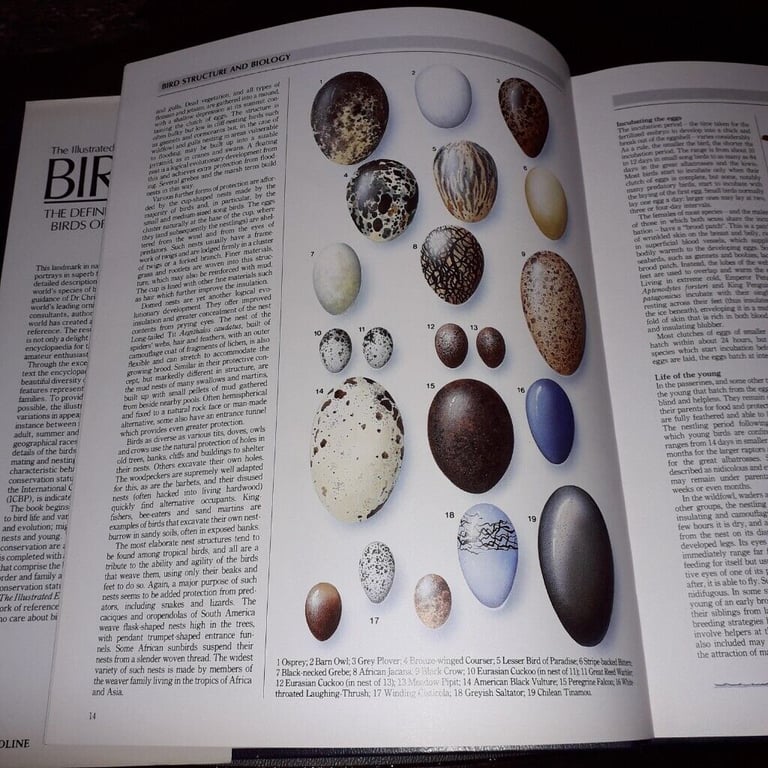 The Illustrated Encyclopaedia of Birds by Christopher Perrins(hardback book)