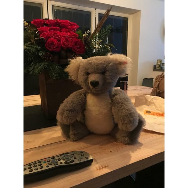 Koala for sale in UK 92 used Koalas