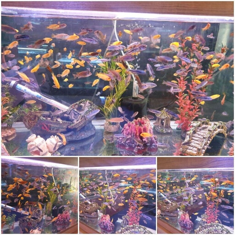 Stunning Colourful Malawi Tropical Cichlids Various types available £4 to £12