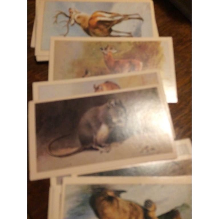 Vintage Doncella cigarette cards British mammals set of 30