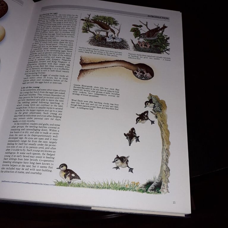 The Illustrated Encyclopaedia of Birds by Christopher Perrins(hardback book)