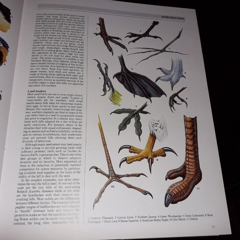 The Illustrated Encyclopaedia of Birds by Christopher Perrins(hardback book)