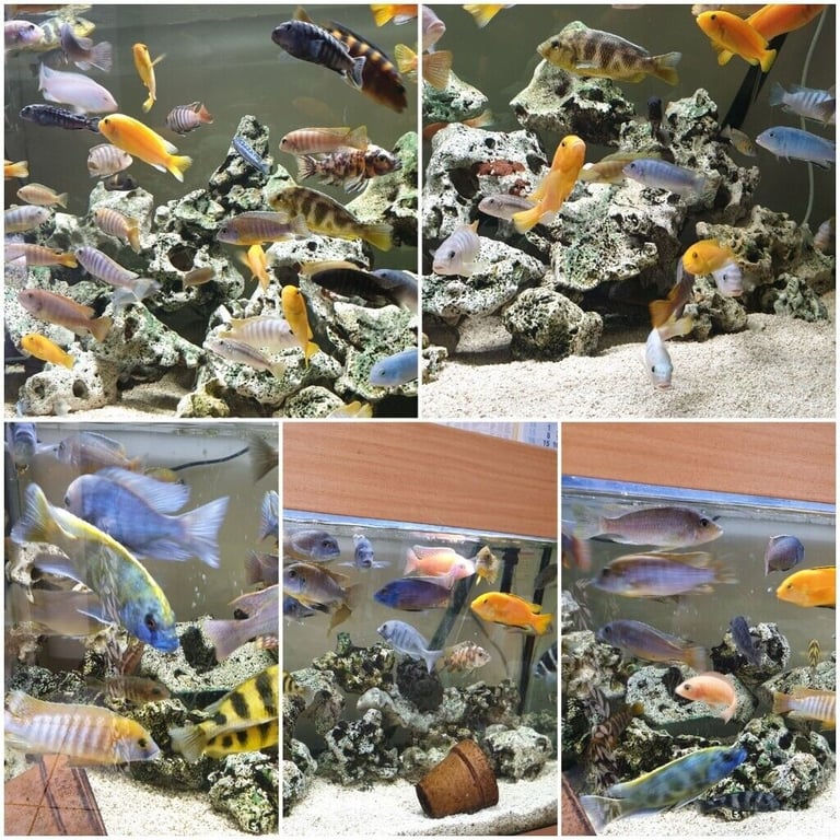 Stunning Colourful Malawi Tropical Cichlids Various types available £4 to £12