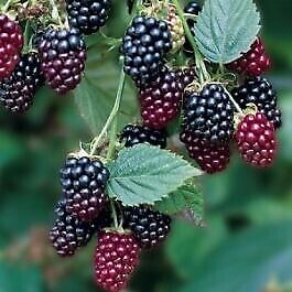 1 x THORNLESS BLACKBERRY PLANT for £ 5