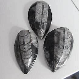 image for Job Lot Of 3 Orthoceras Fossil Stones BRAND NEW