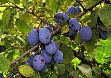 Purple Plum tree (£15 per tree)