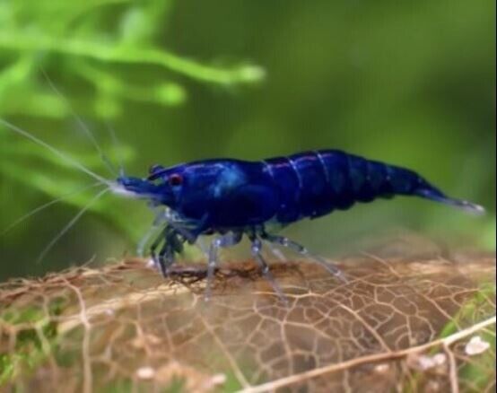 🔥🔥Juvenile RED, BLUE, LIGHT BLUE and YELLOW SHRIMP 🦐🦐  +  a free plant 🍃🌿