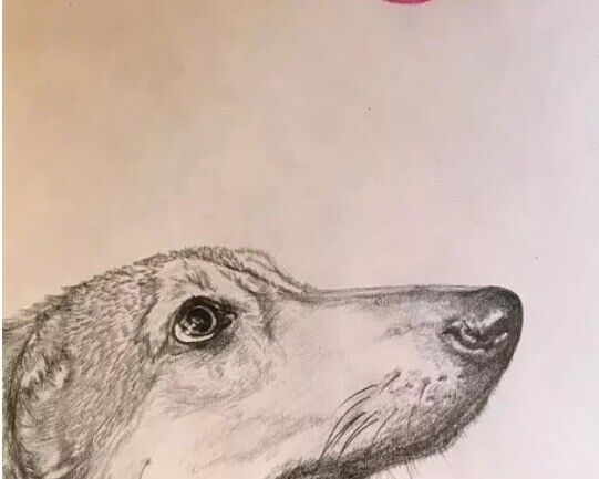 image for Custom pencil drawings of your pets (Any Pet)