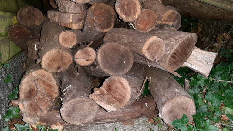 Yew Wood different lengths and girths