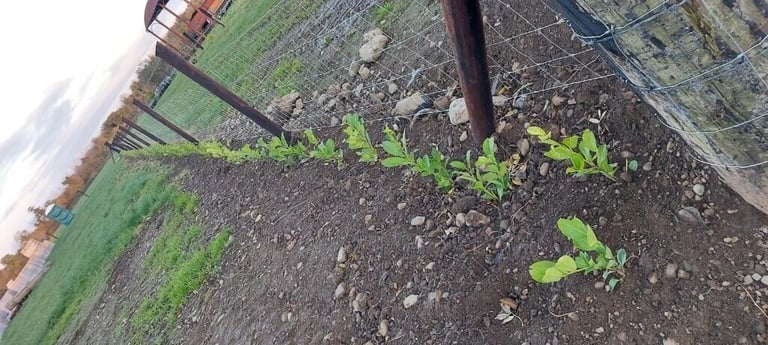 Laurel Hedging 
